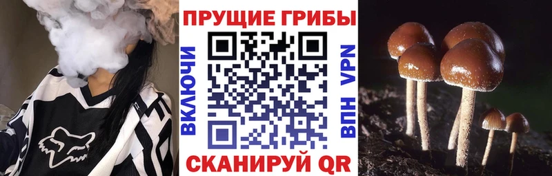 сколько стоит  Аша  кракен как войти  Галлюциногенные грибы Cubensis 